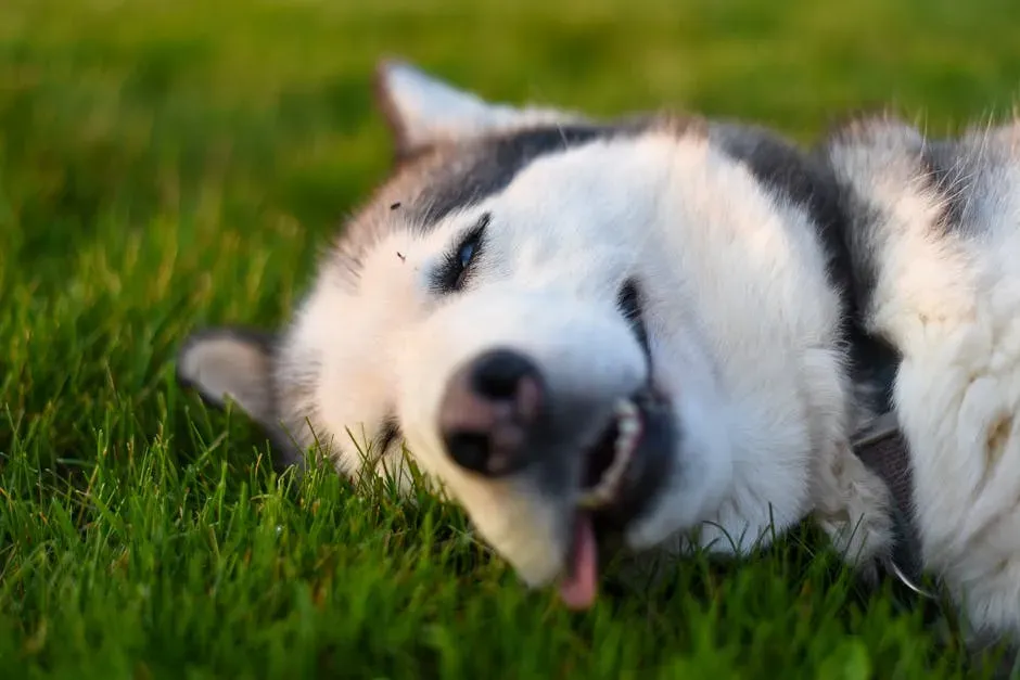 9. The Clown Who Loves to Make You Laugh (Image Credits: Pexels)