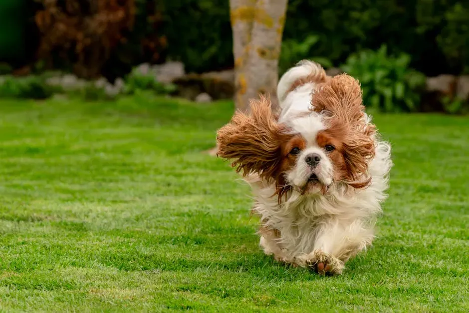 4. Cavalier King Charles Spaniel (Image Credits: Pexels)