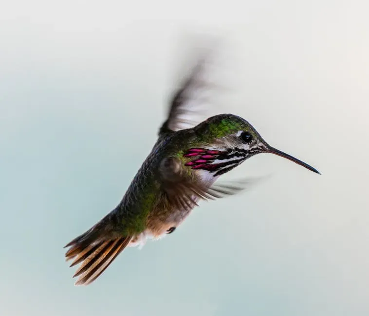 Pisces (February 19 &ndash; March 20): The Calliope Hummingbird (Dreamer Edition) (Image Credits: Pexels)