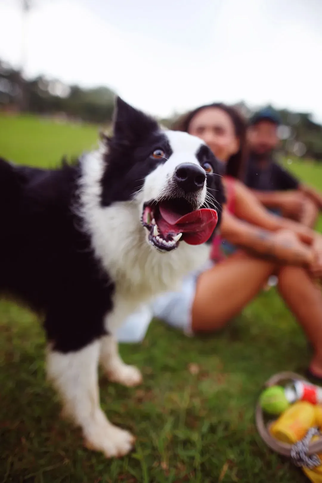 They Get Genuinely Excited Every Time You Come Home (Image Credits: Unsplash)