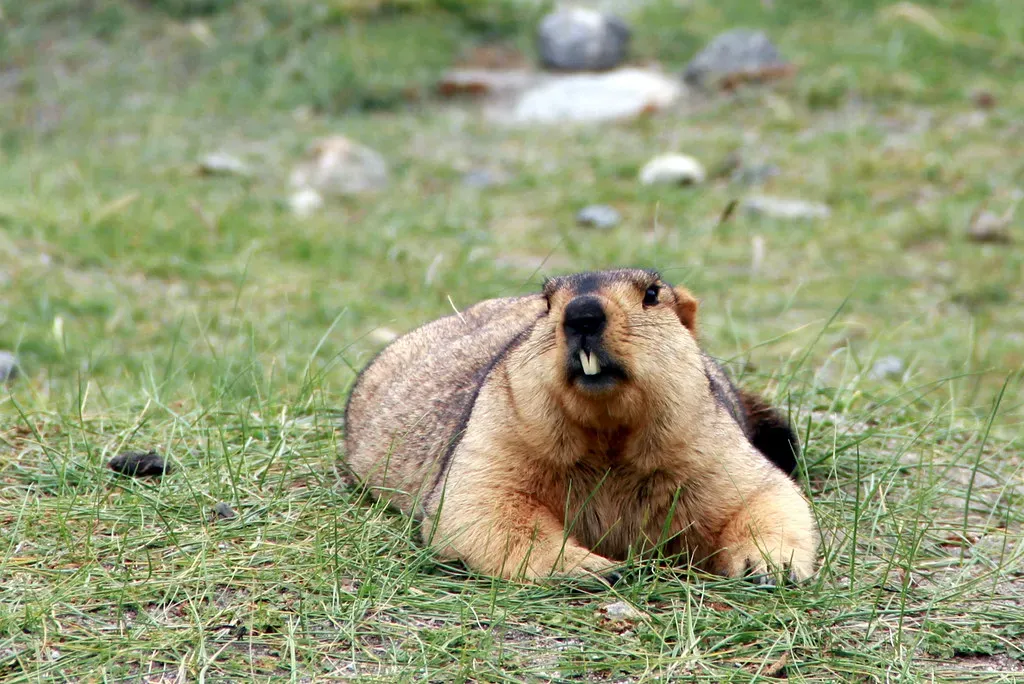 Pisces: The Himalayan Marmot's Intuitive Rhythms (Image Credits: Flickr)