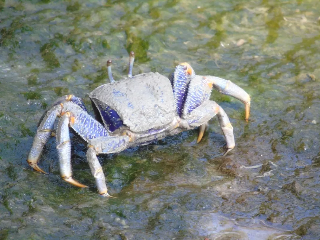 Cancer: The Crab Retreating Into Its Shell (Image Credits: Unsplash)