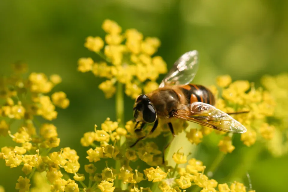 Goldenrod (Solidago) (Image Credits: Stocksnap)