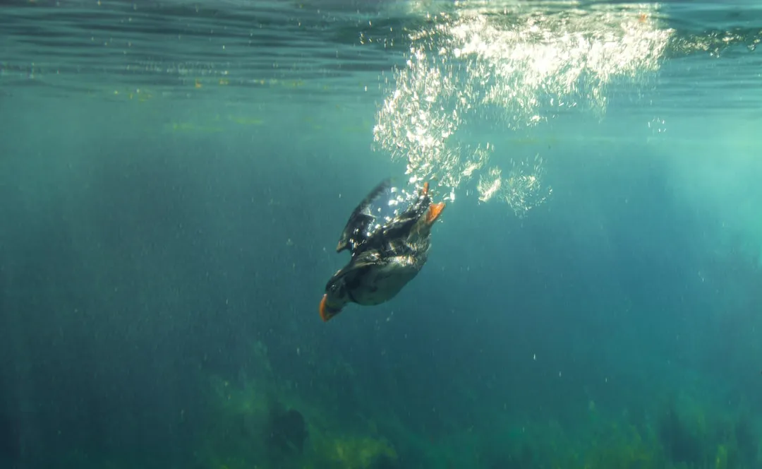 3. Eyes That Recalculate the World Underwater (Image Credits: Unsplash)