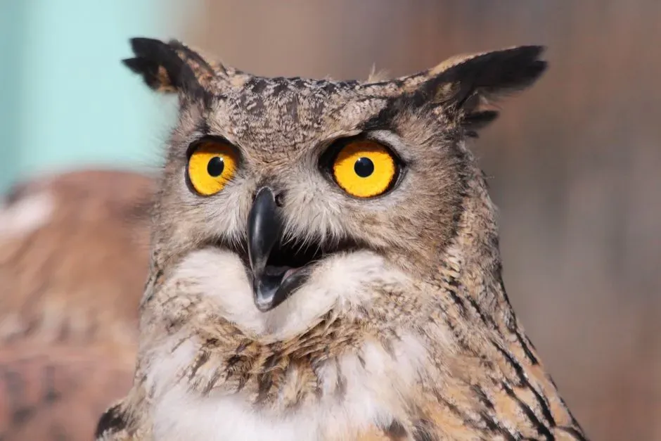 Specific Interpretations of Owl Sounds (Image Credits: Pexels)