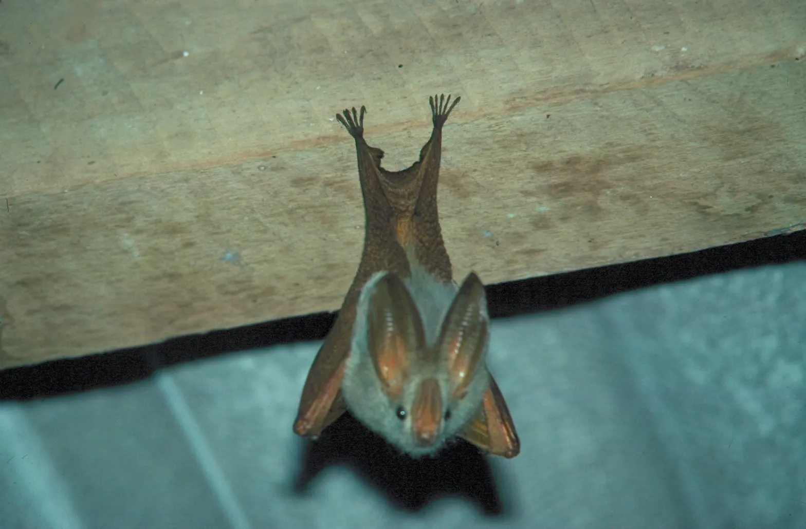 From Strangers to Allies: Bats Can Form New Social Deals (This file was contributed to Wikimedia Commons by Colorado State University Libraries as part of a cooperation project. The donation was facilitated by the Digital Public Library of America, via its partner Plains to Peaks Collective.
Record in source catalog
DPLA identifier: bed99b69450d9b2a50a69daa2672e6c9, CC BY-SA 4.0)