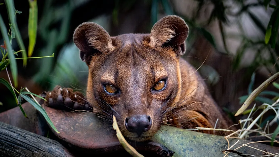 6. Juveniles Often Look and Act Different From Adults (Image Credits: Unsplash)