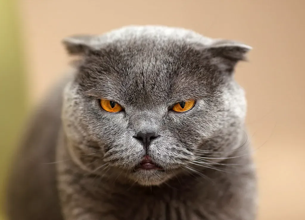 2. Scottish Fold (be creator, Flickr, CC BY 2.0)