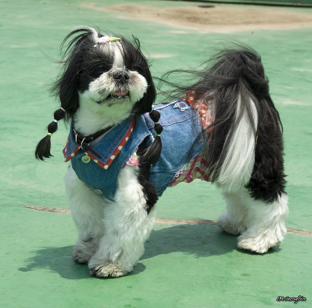 Japanese Chin - The Aristocratic Asian (Image Credits: Flickr)