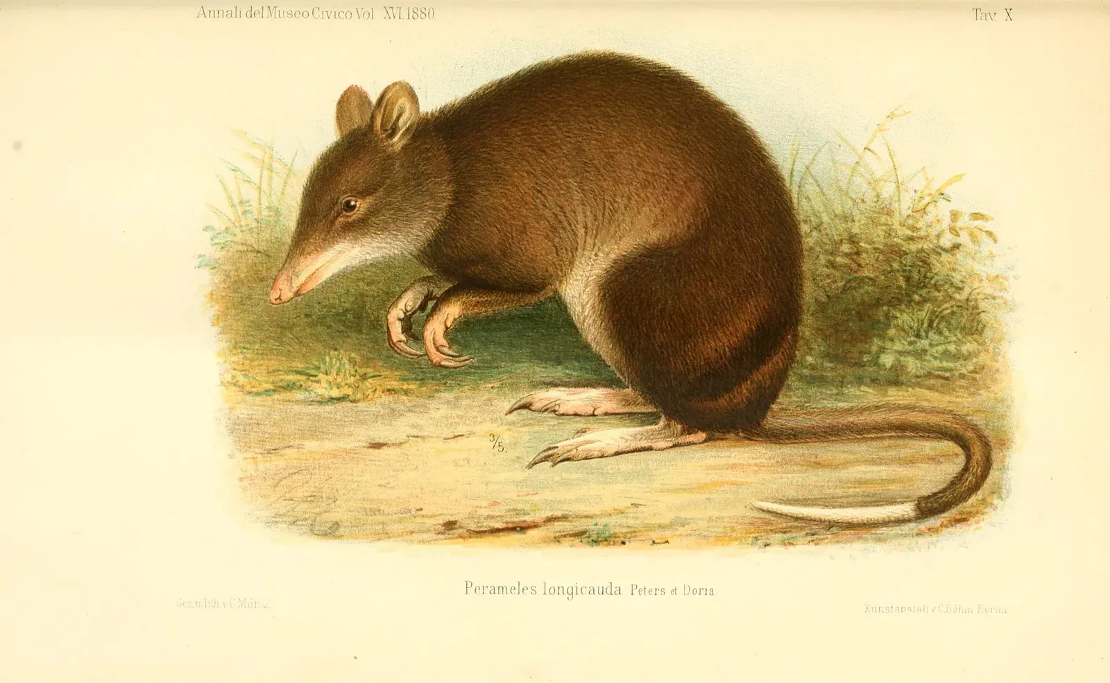 Southeastern Striped Bandicoot: Gone Before We Knew It (Image Credits: Wikimedia)