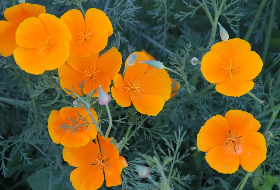 California Poppy: Golden Dreams and Resilient Spirit (Image Credits: Unsplash)