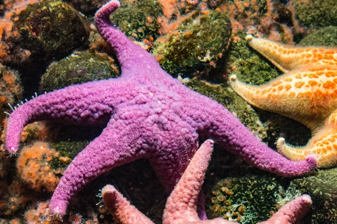 Purple Sea Stars: The Tidepool Regulators (Image Credits: Unsplash)