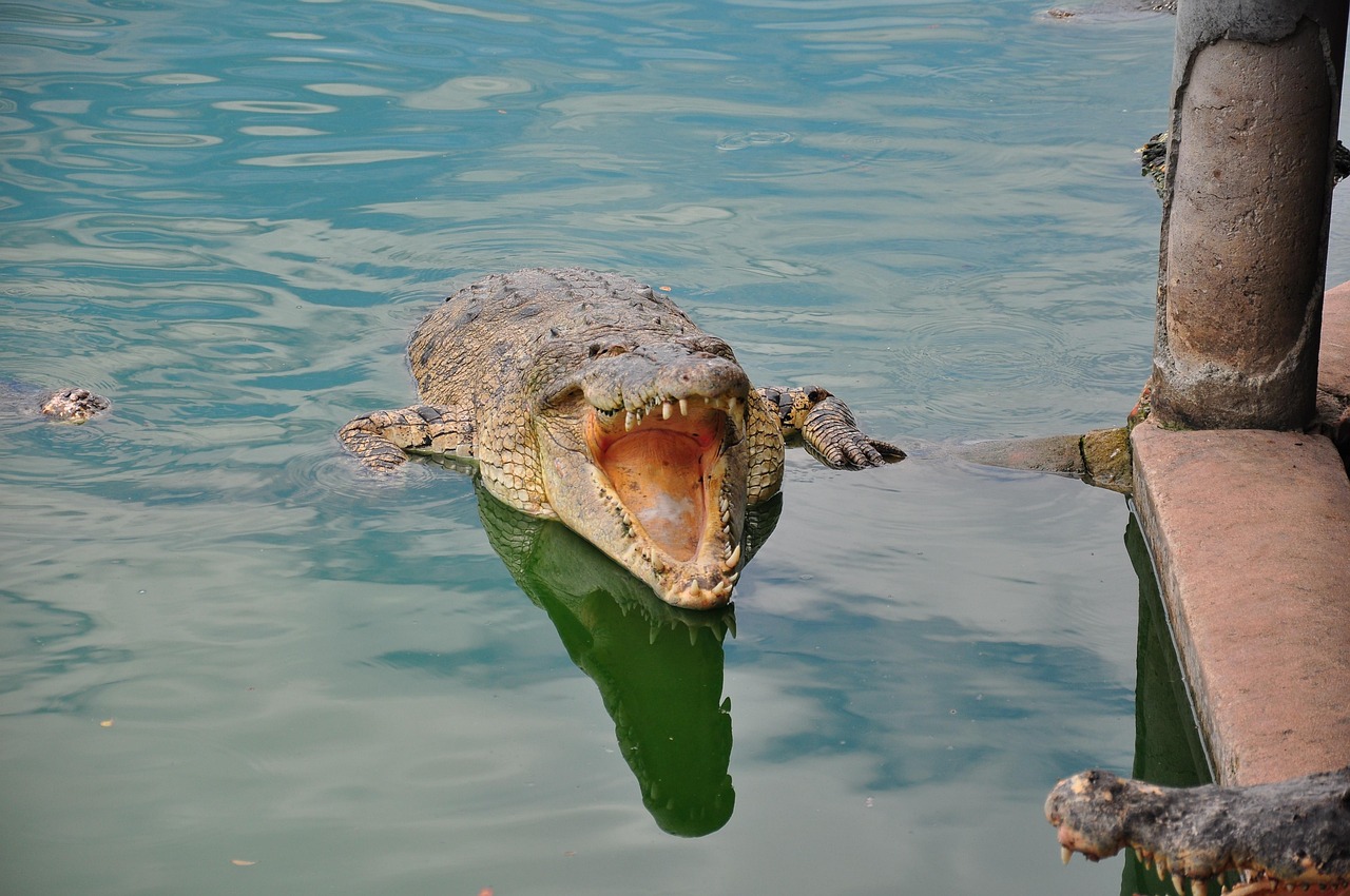 How Crocodiles Actually Hunt Their Prey (Image Credits: Pixabay)