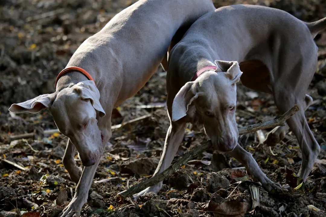 #1 - Greyhounds: Ex-Racers Who Finally Learned to Love (Image Credits: Unsplash)