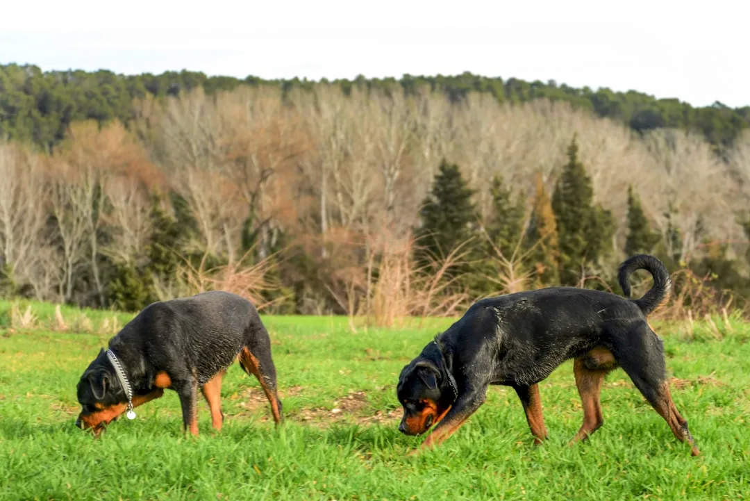 10. Time to Sniff the World They’re Saying Goodbye To (Image Credits: Unsplash)
