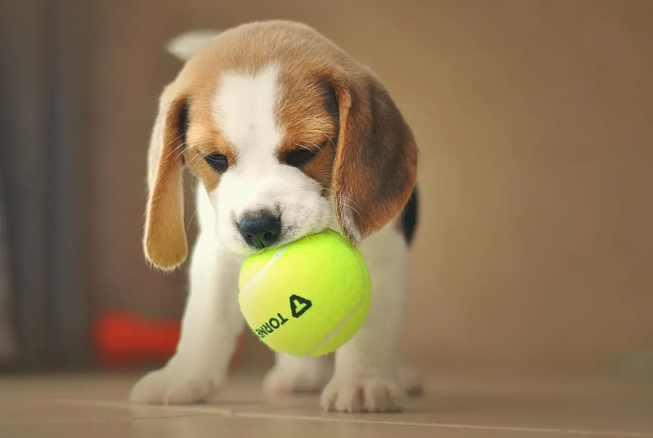 Beagle: Happy-Go-Lucky No Matter What (Image Credits: Pixabay)