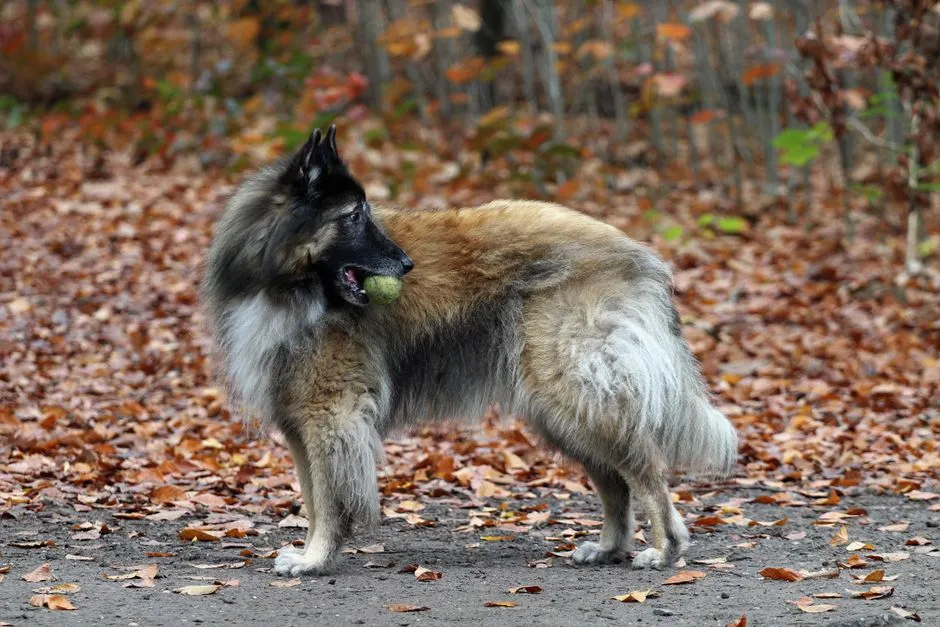 #10 - Belgian Tervuren: Sensitive Workaholic, Not a Sofa Dog (Image Credits: Pexels)