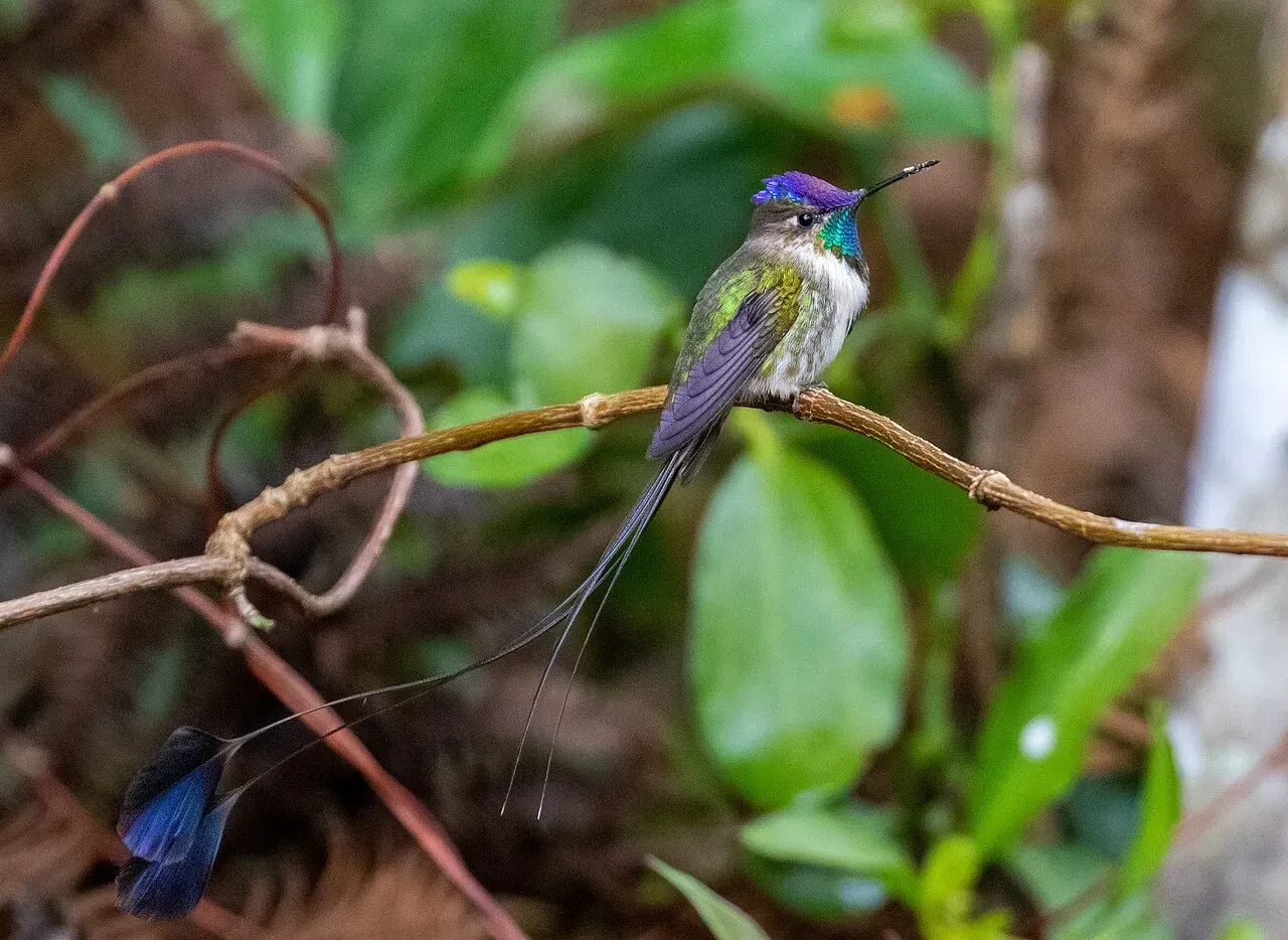 The Marvelous Spatuletail: Nature's Most Theatrical Performer (Image Credits:  Spatuletail hummingbird: thibaudaronson, CC BY-SA 4.0, via Wikimedia Commons)