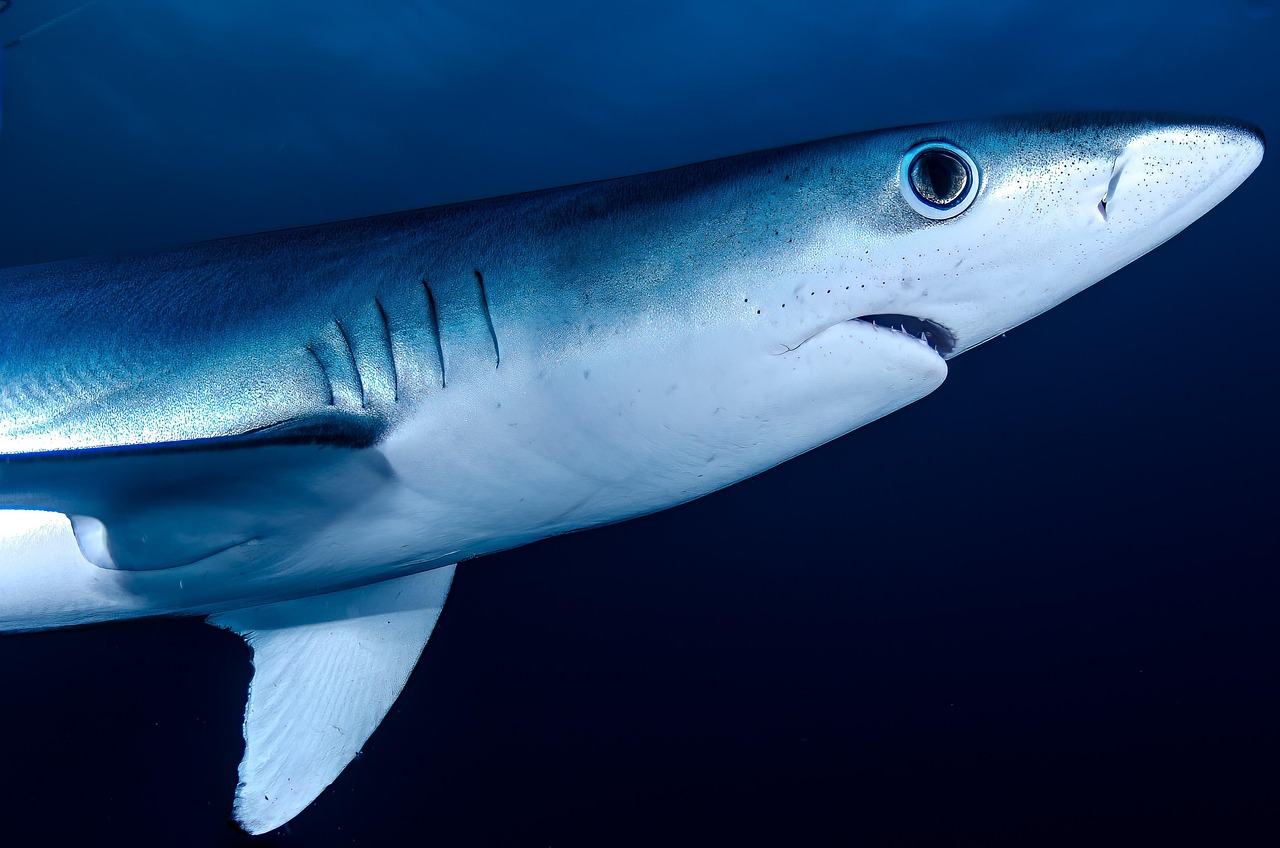The Playful Porbeagle Sharks (Image Credits: Pixabay)