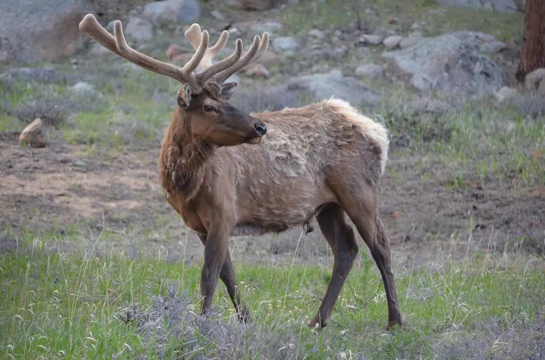 Rocky Mountain Elk: The Iconic Herd Animal (Image Credits: Unsplash)