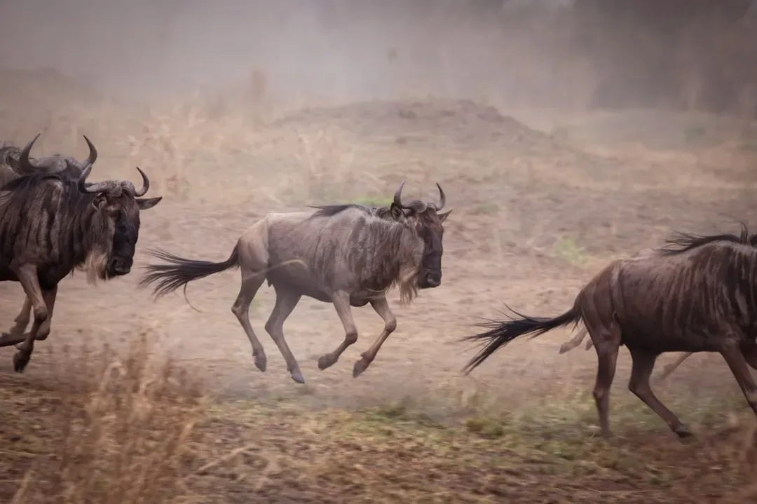 2. Blazing Speed from an Unlikely Frame (Image Credits: Unsplash)