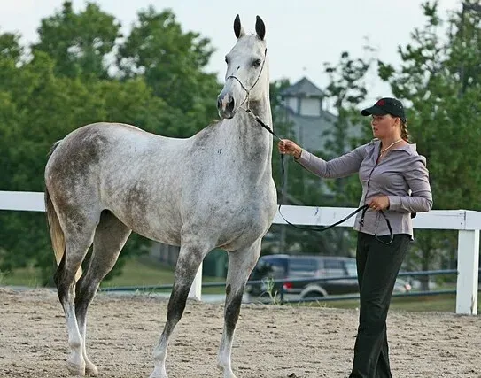 #2 - Akhal-Teke: The Metallic One-Owner Marvel (Flickr: Akhal Teke Mare Daga, CC BY 2.0)
