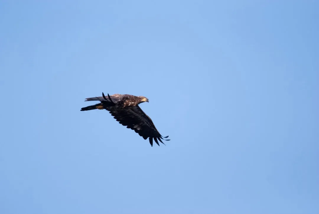 Birds Fly Low Before Bad Weather Arrives (Image Credits: Unsplash)