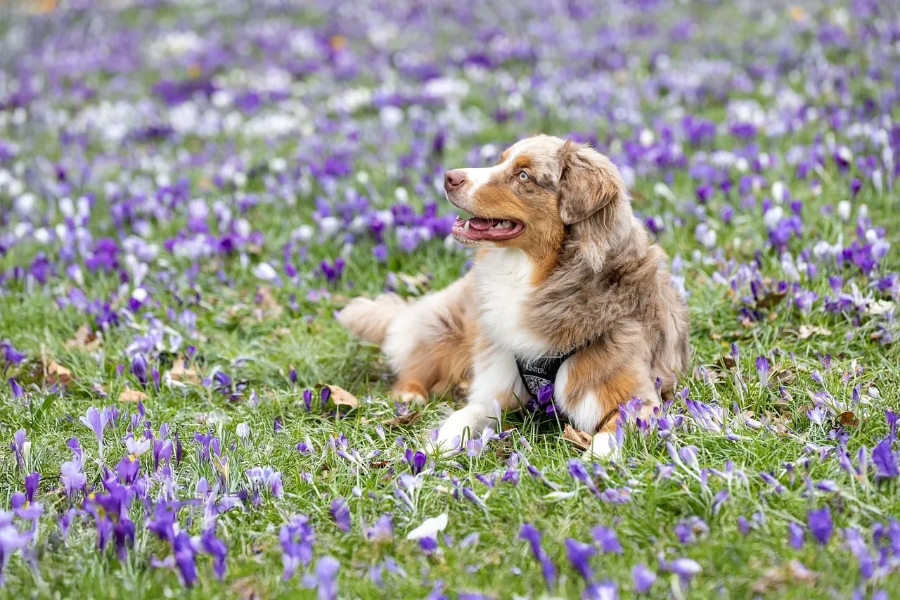 #14 - They Learn to Tolerate Your Pets' Patterns (Image Credits: Pixabay)