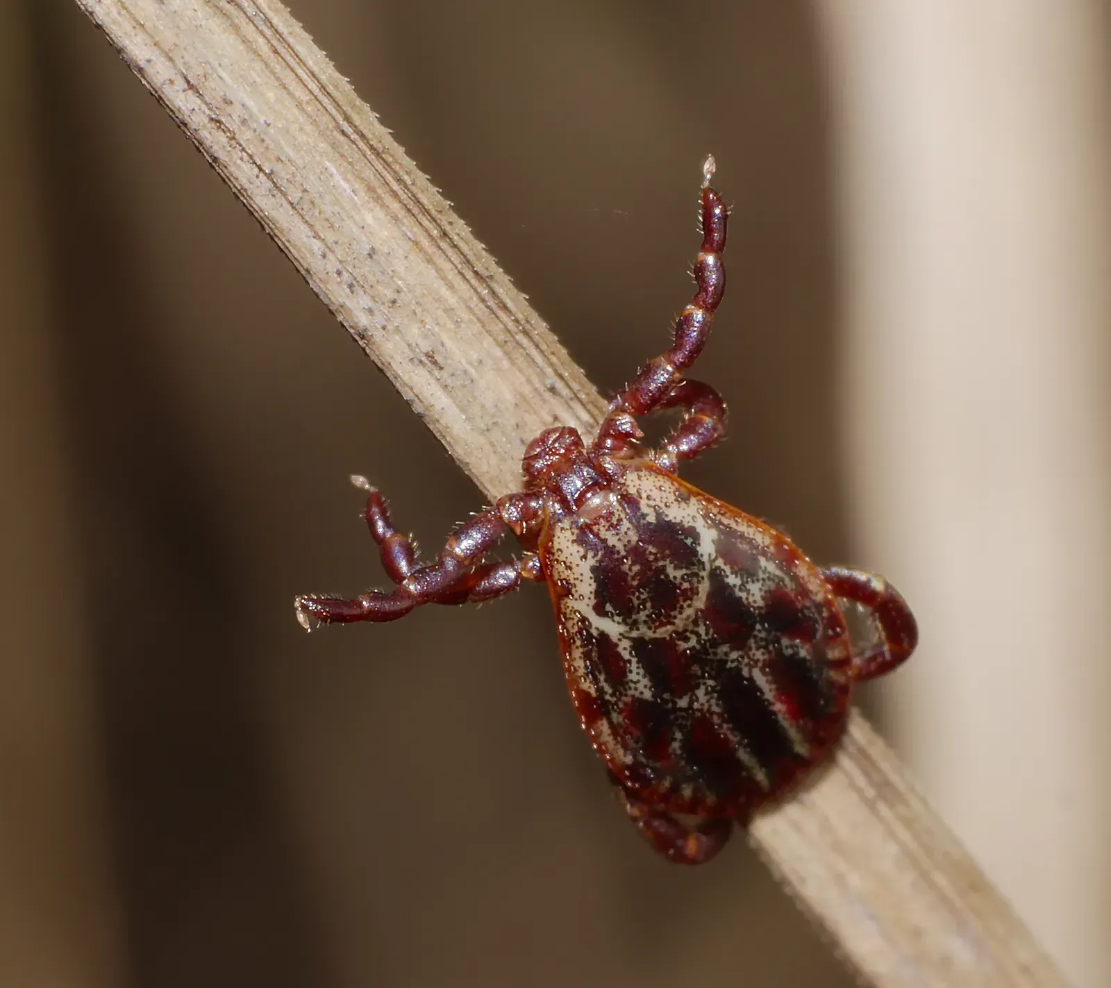 New Jersey's Dense Tick Population (Image Credits: Wikimedia)