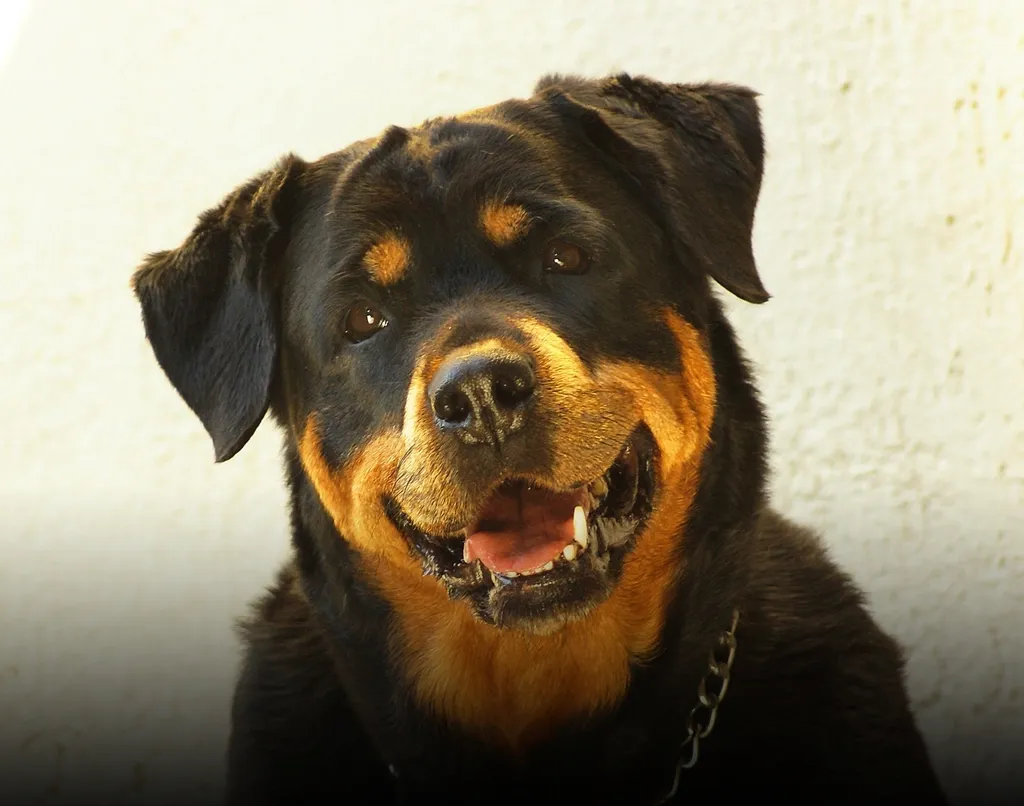 #1 - The Real Secret: The Dog Everyone Fears Is the One That Made You Softer (Image Credits: Rawpixel)