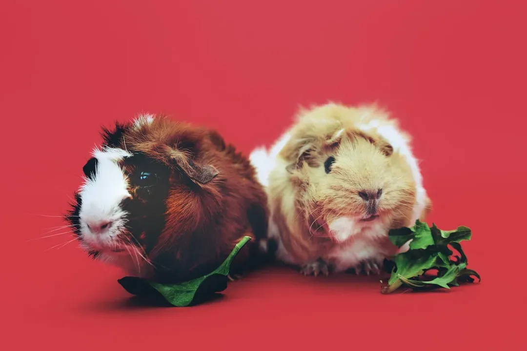 #6 – Guinea Pigs: Social Creatures That Crumble Without Company (Image Credits: Unsplash)