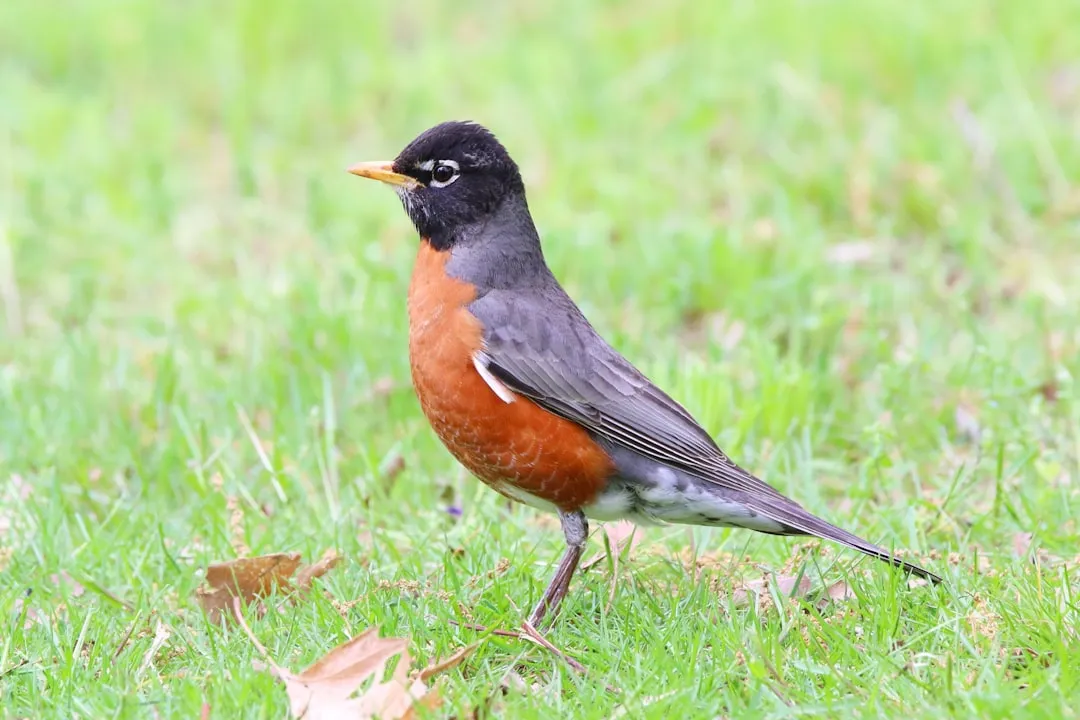 #9 - American Robin: Lawn Specialist Turned Year-Round Regular (Image Credits: Unsplash)