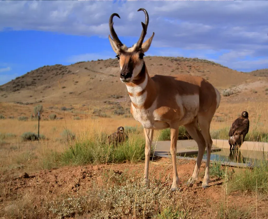 Sagittarius: The Pronghorn (Image Credits: Flickr)