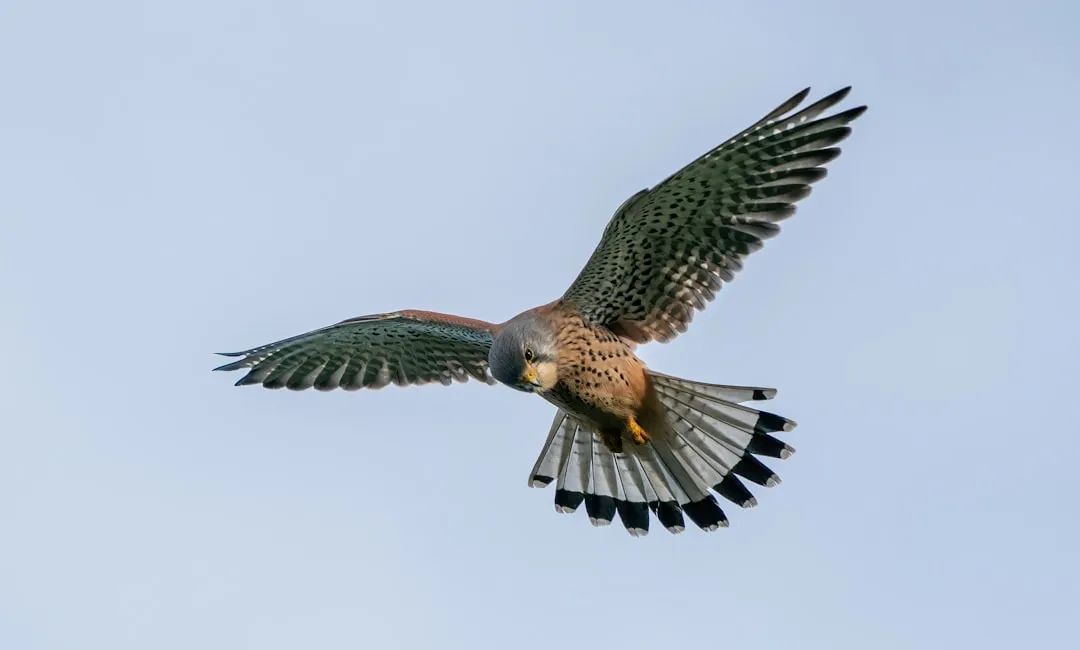 #10 Their hover is a genuine aerial rarity (Image Credits: Unsplash)