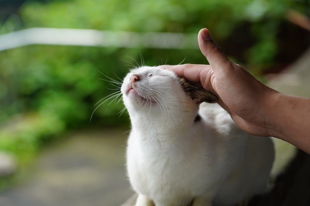 Your Cat Recognizes Your Unique Scent Signature (Image Credits: Unsplash)