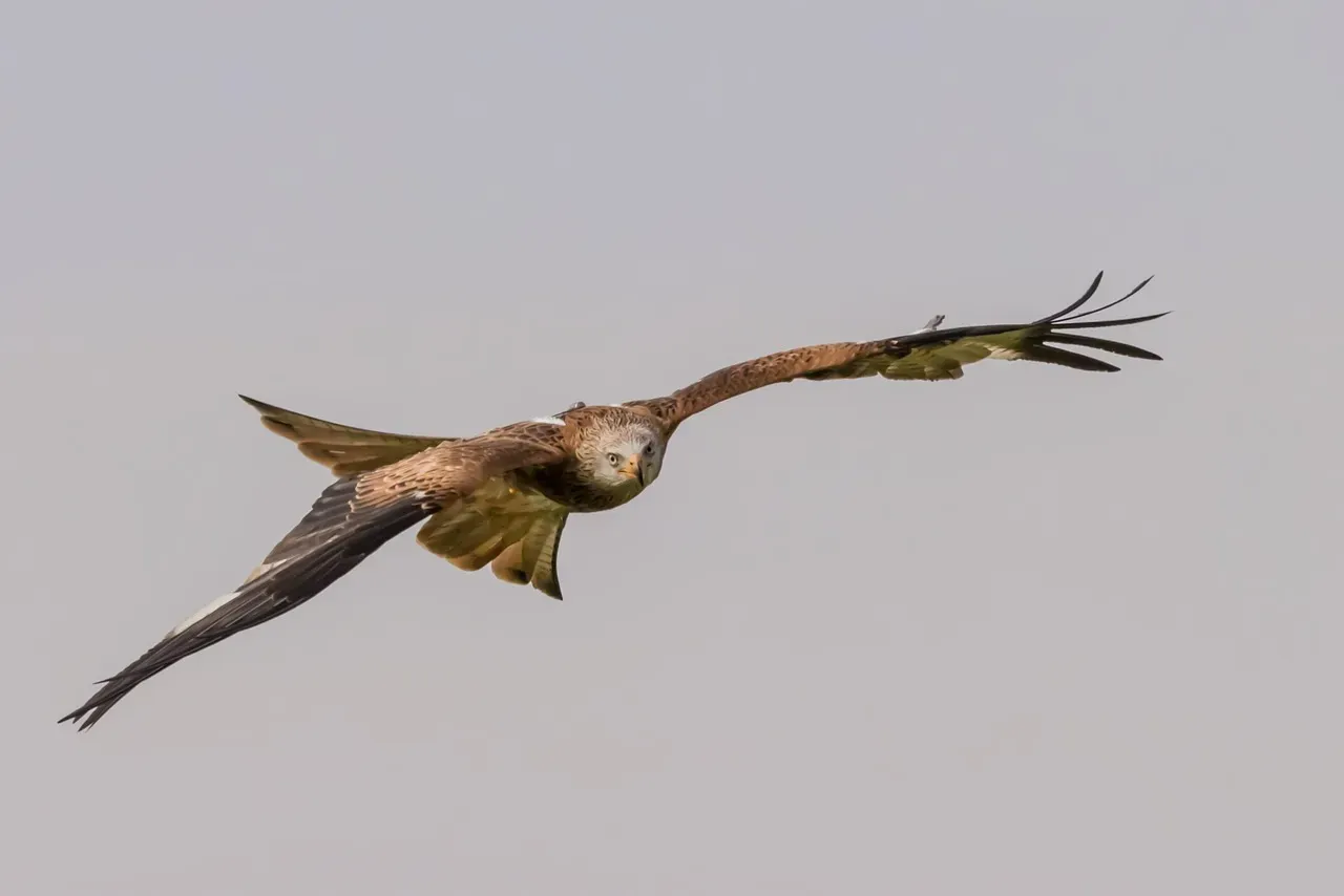Libra (September 23 – October 22): The Swallow-Tailed Kite (Image Credits: Pixabay)