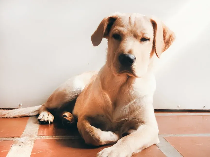 A Breed Worth Every Bit of the Hype (Image Credits: Pexels)