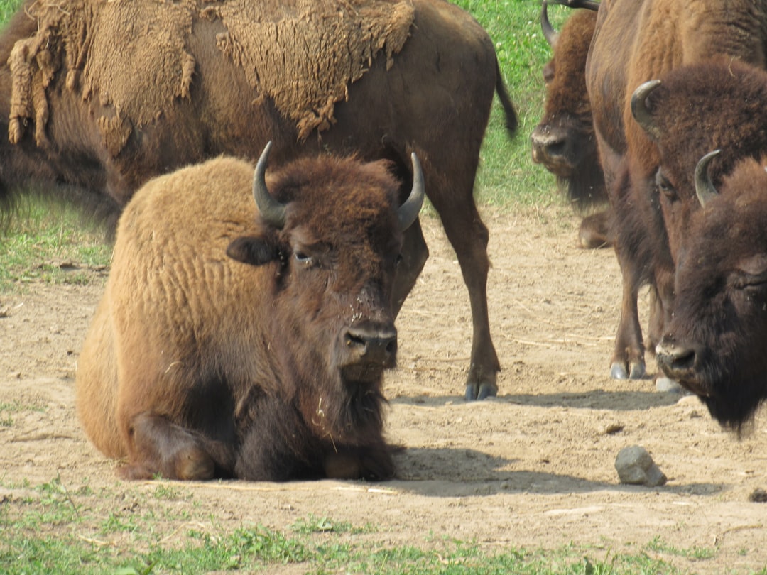 Survival Stories from the Prairie (Image Credits: Unsplash)