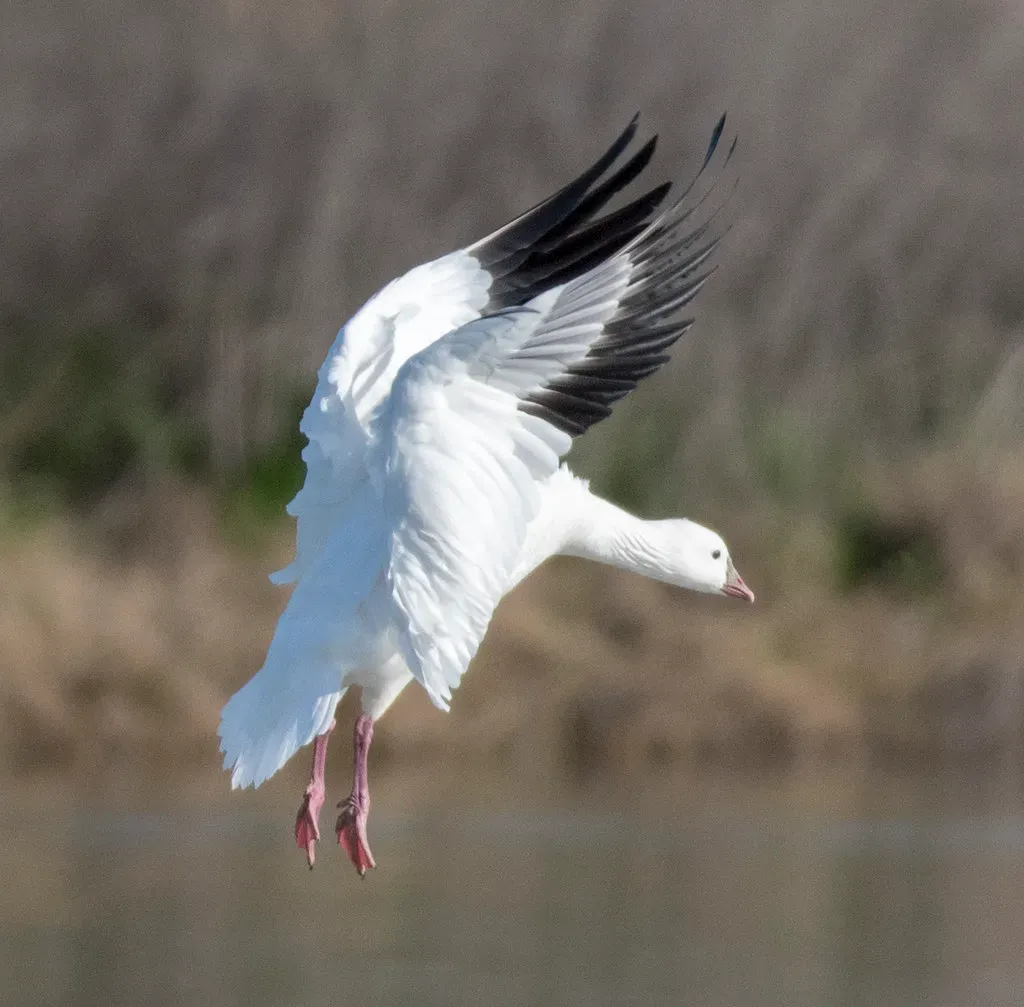 The Snow Goose: Capricorn's Native American Counterpart (Image Credits: Flickr)