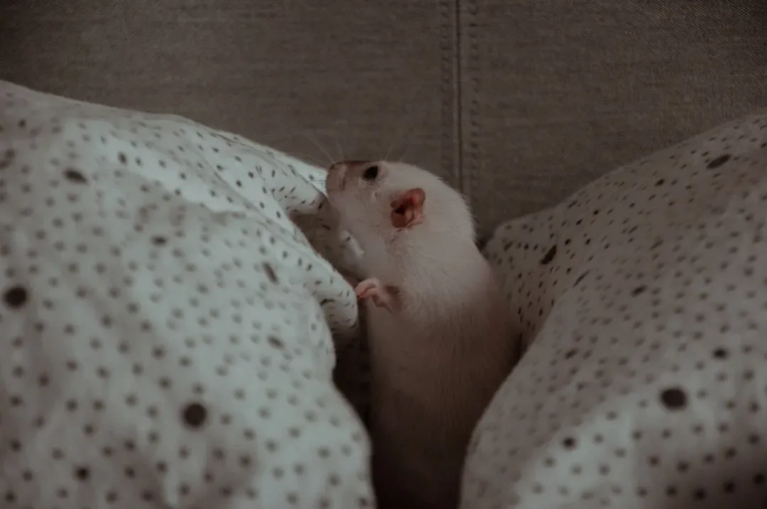 What Rats Reveal About Animal Dreams (Image Credits: Unsplash)