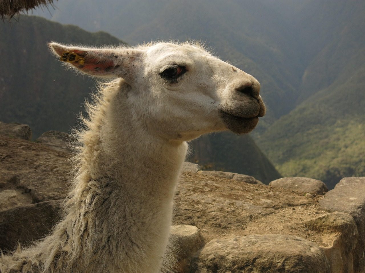 Peru's Hidden Biodiversity Hotspot (Image Credits: Pixabay)