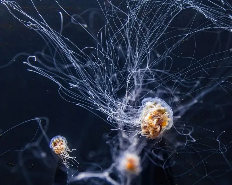 The Nerve Net: A Distributed Intelligence (Image Credits: Pexels)