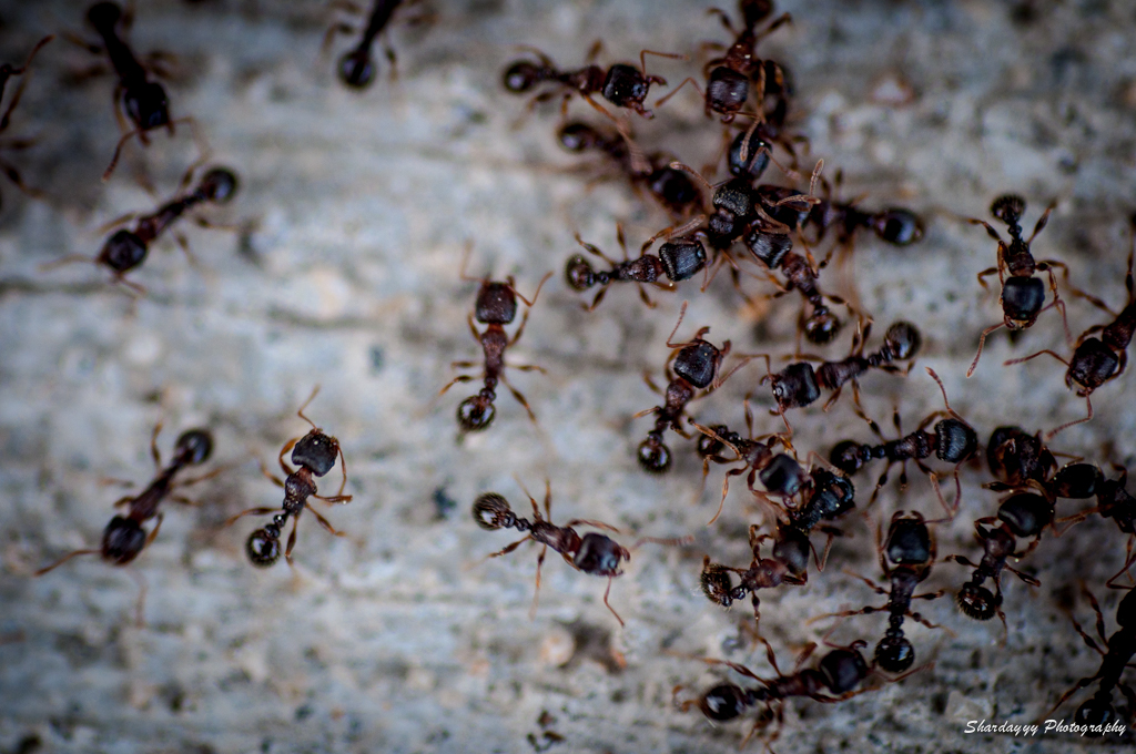 Army Ants Creating Death Spirals (Image Credits: Flickr)