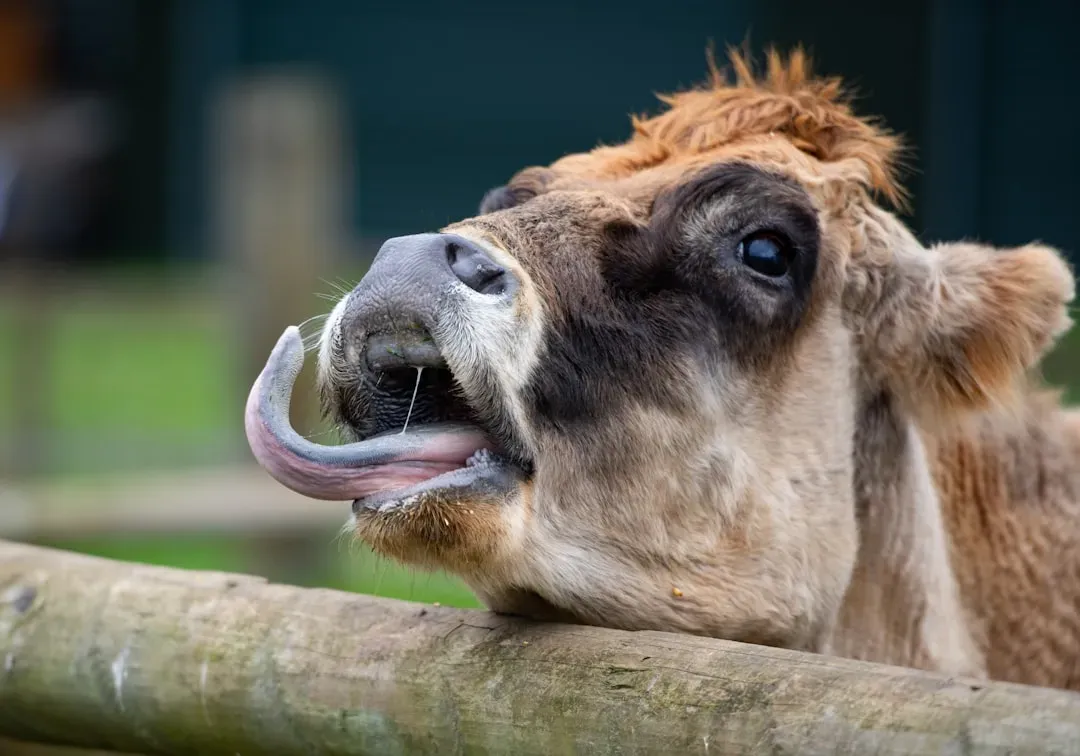 5. That Tongue Is Unlike Anything You've Seen (Image Credits: Unsplash)