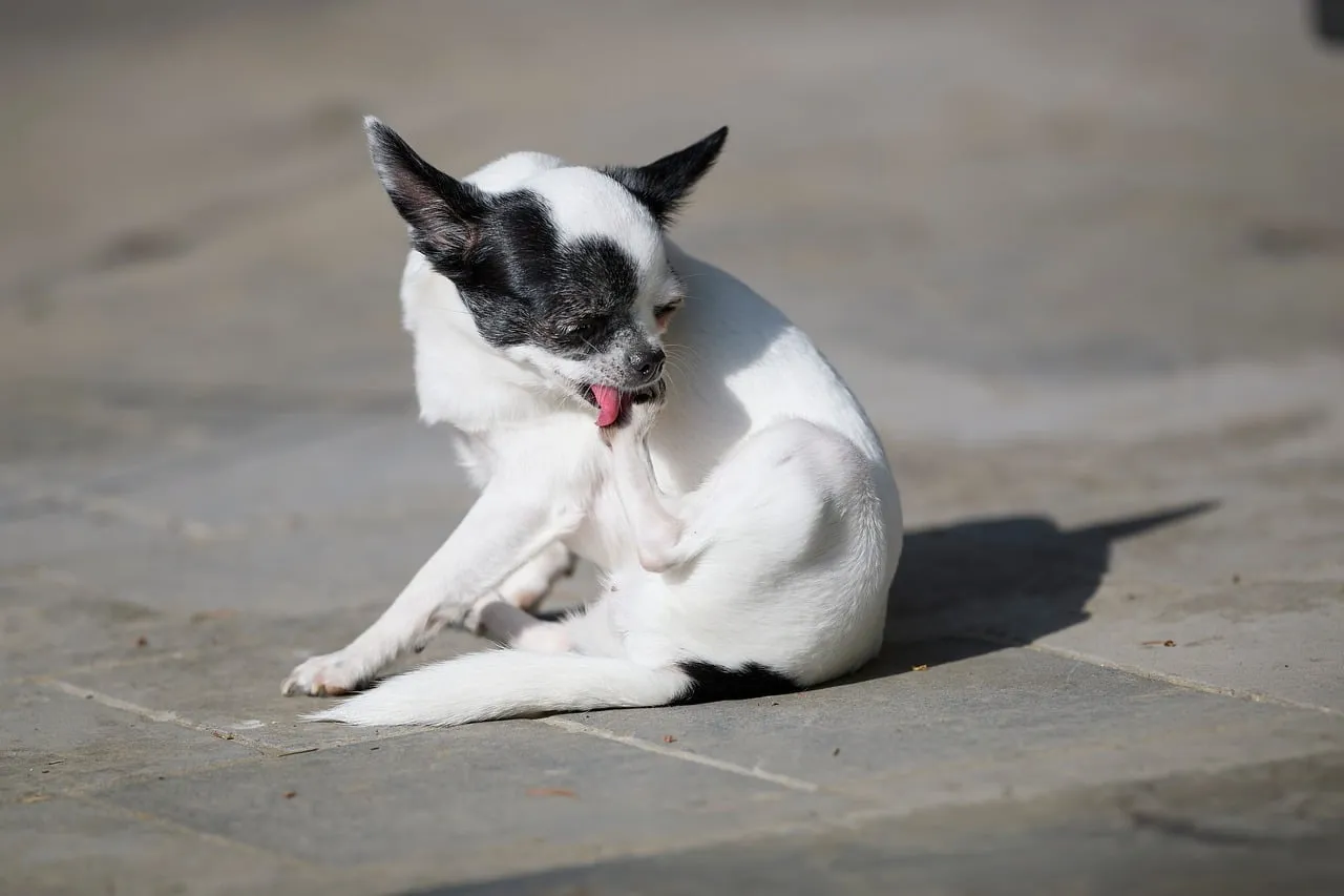 #9 - They Start Grooming Themselves (and Even You) (Image Credits: Pixabay)