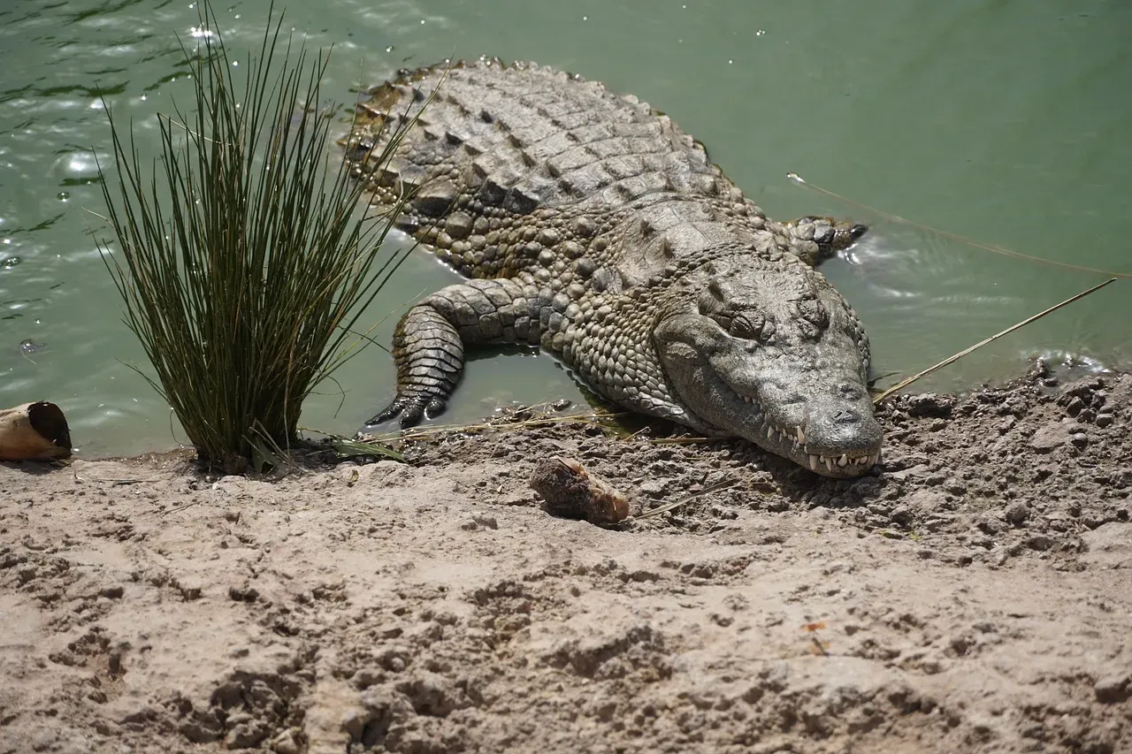 Lake Jesup: Florida's Most Densely Packed Gator Haven (Image Credits: Pixabay)