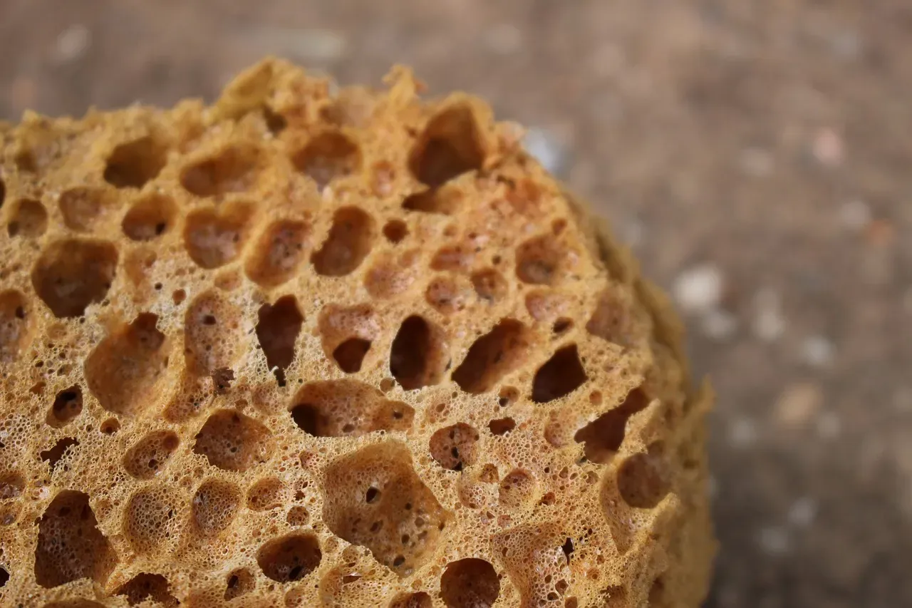 2. Sea Sponges: The Ocean's Living Filters (Image Credits: Pixabay)