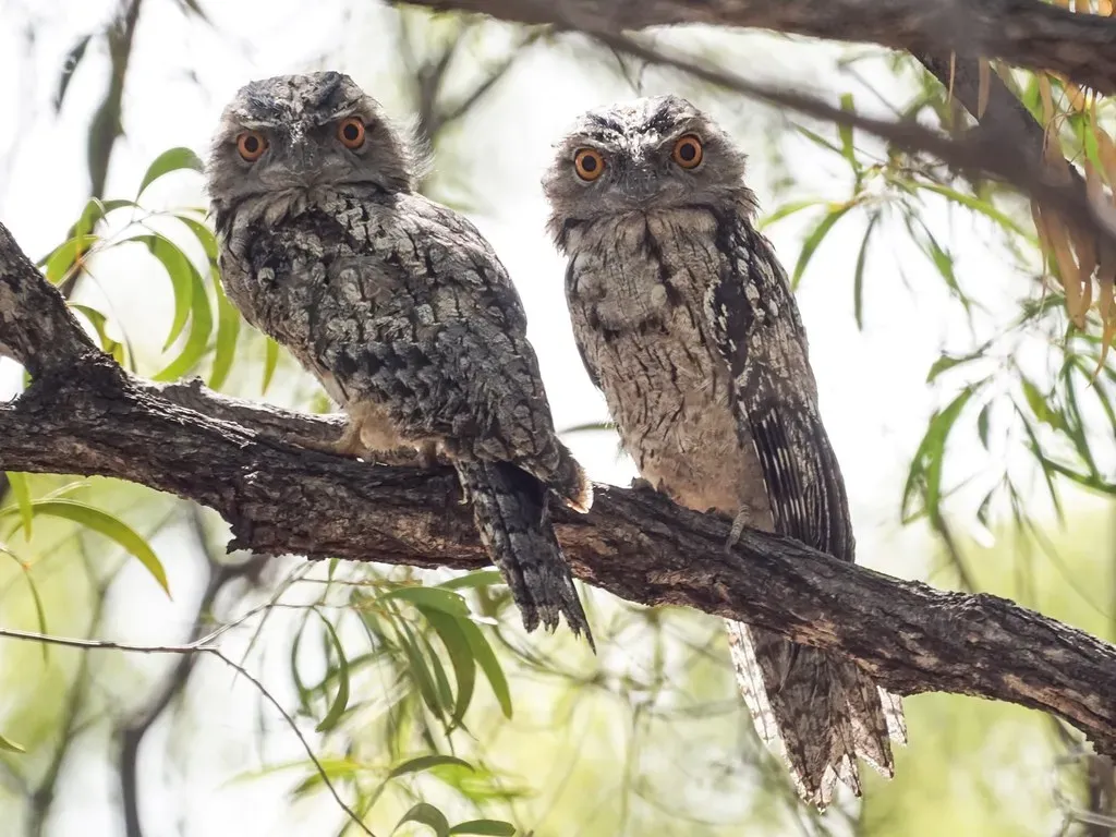 The Tawny Frogmouth: Australia's Master of Disguise (Image Credits: Flickr)