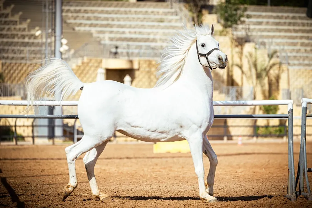 Arabian Horse (Image Credits: Unsplash)