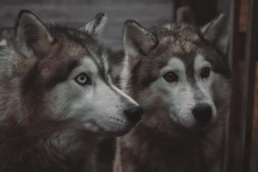 The Breeding Pair: The Heart of the Pack (Image Credits: Unsplash)